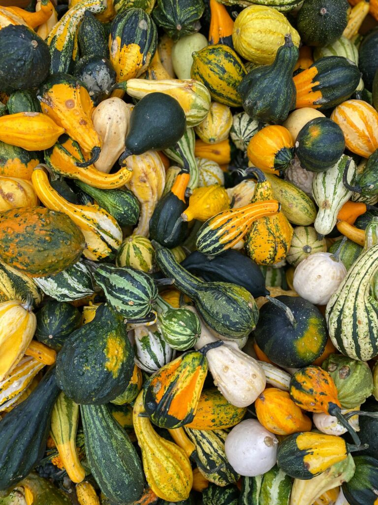 Fall vegetables like squash