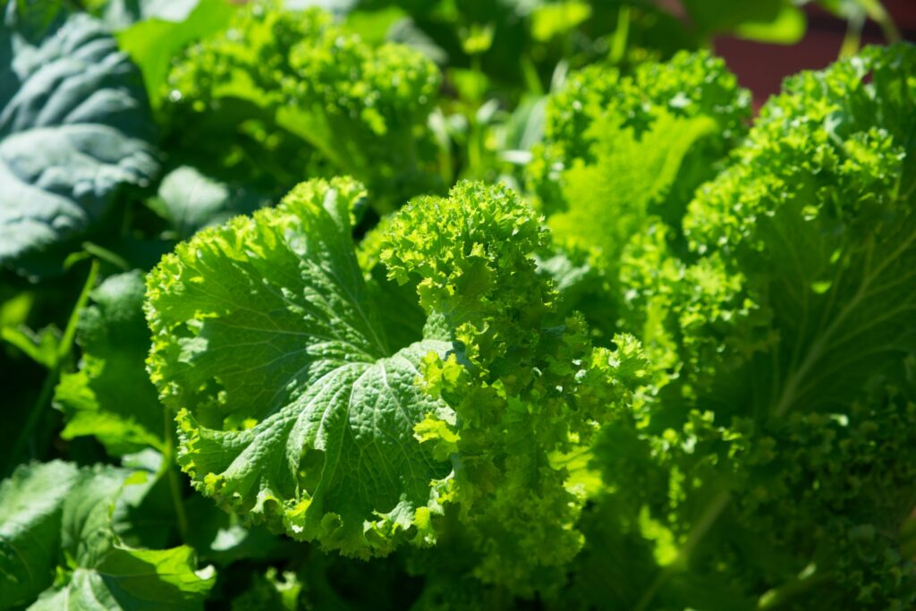 Lettuce greens outside